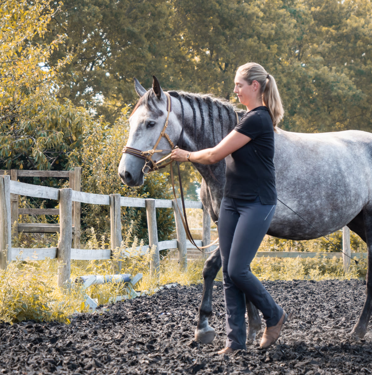 Anikas Pferdeakademie